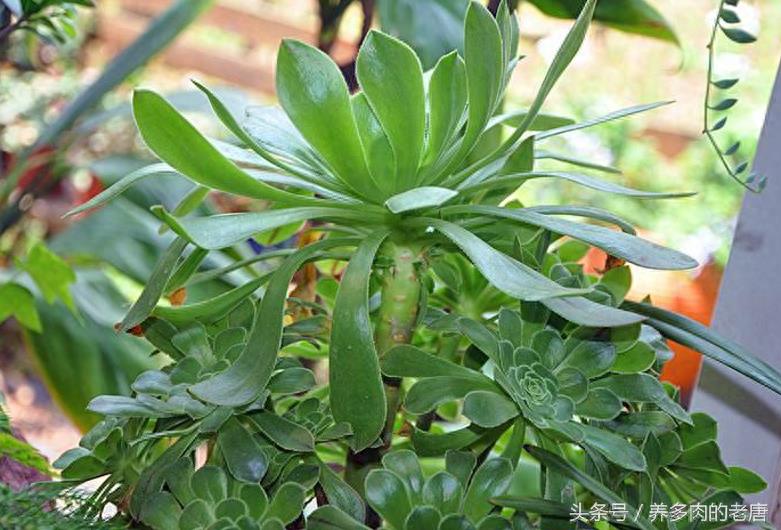 多肉植物品种介绍之绿法师